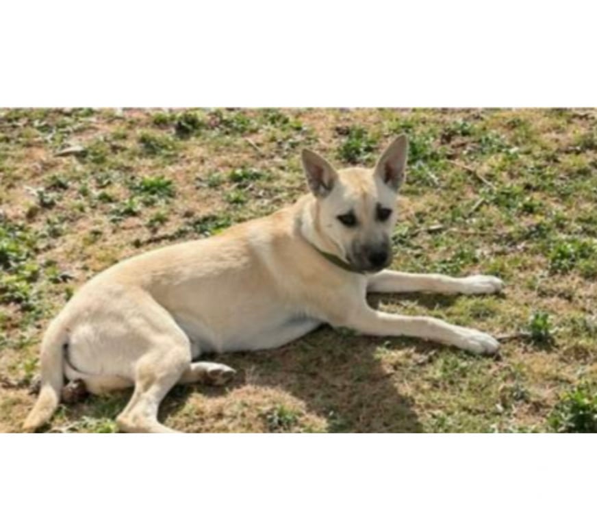 Don animaux Aude Carcassonne - Photos Vivastreet Albane chiot femelle cherche famille serieuse