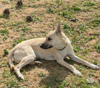 Don animaux Carcassonne Carcassonne - Photos Vivastreet Albane chiot femelle cherche famille serieuse