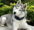 Agde - Hérault — Garde animaux   pet-sitting – visites à domicile