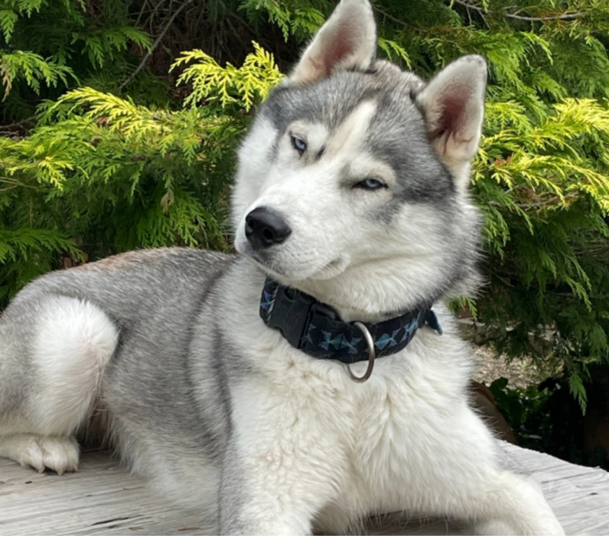 Services, accessoires animaux Hérault Agde - 34300 - Photos Vivastreet Garde animaux pet-sitting – visites à domicile