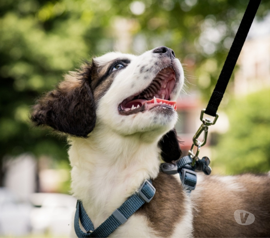 Services, accessoires animaux Hérault Agde - 34300 - Photos Vivastreet Garde animaux pet-sitting – visites à domicile