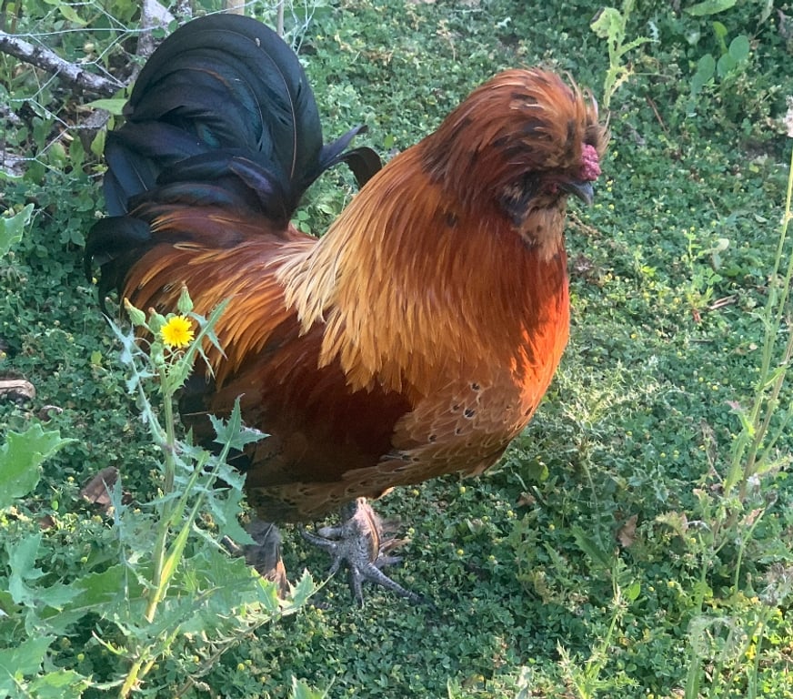 Don animaux Vienne Chateau Garnier - 86350 - Photos Vivastreet Donne coq – besoin de nouveau foyer