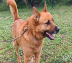 Chien FREDO à l adoption