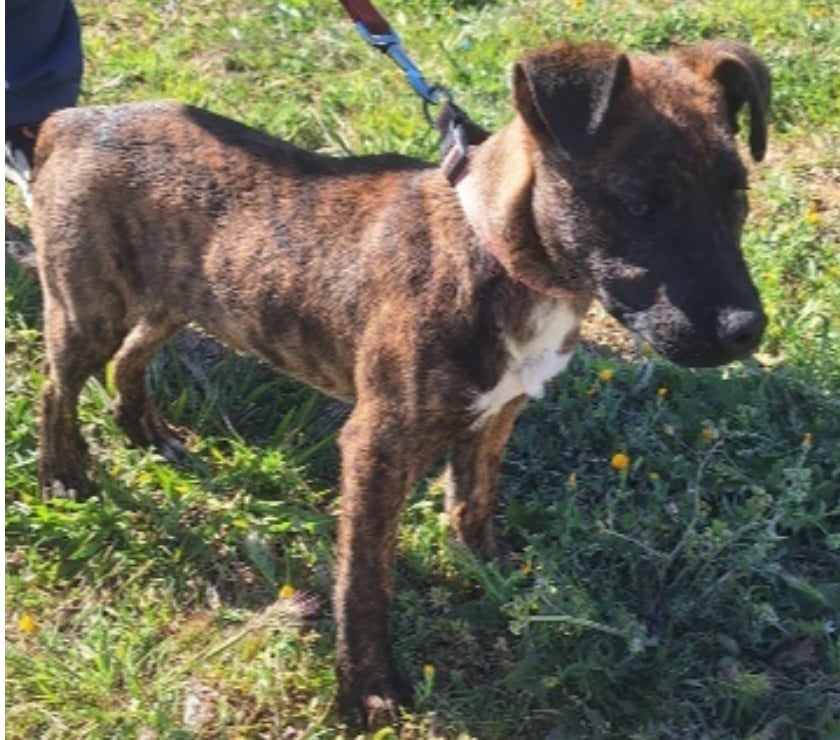 Photos Vivastreet Chien MAX à l adoption