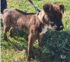 Chien MAX à l adoption