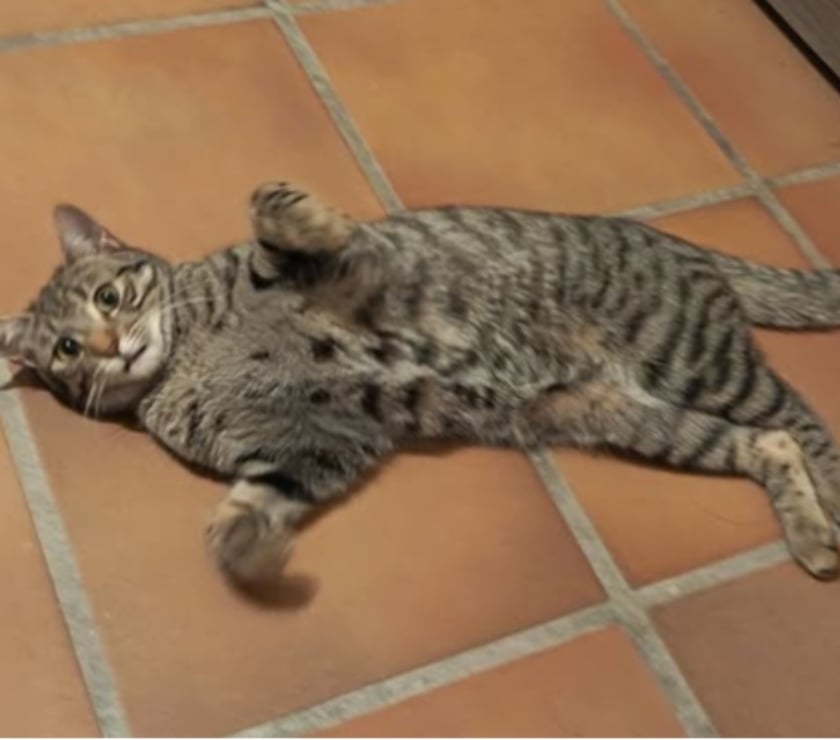 Photos Vivastreet Chat INDI à l adoption