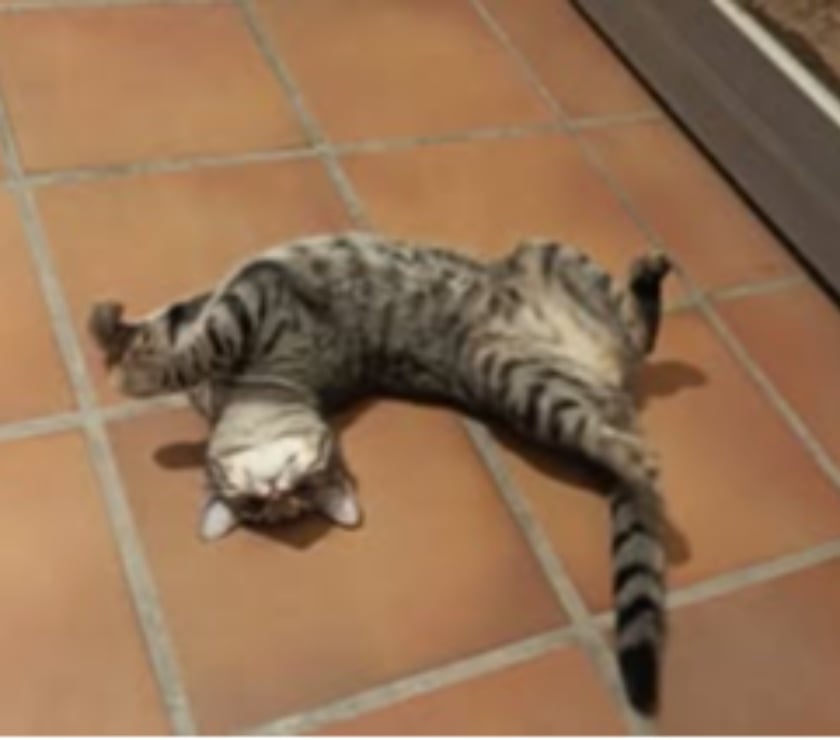 Don animaux Drôme Pierrelatte - 26700 - Photos Vivastreet Chat INDI à l adoption