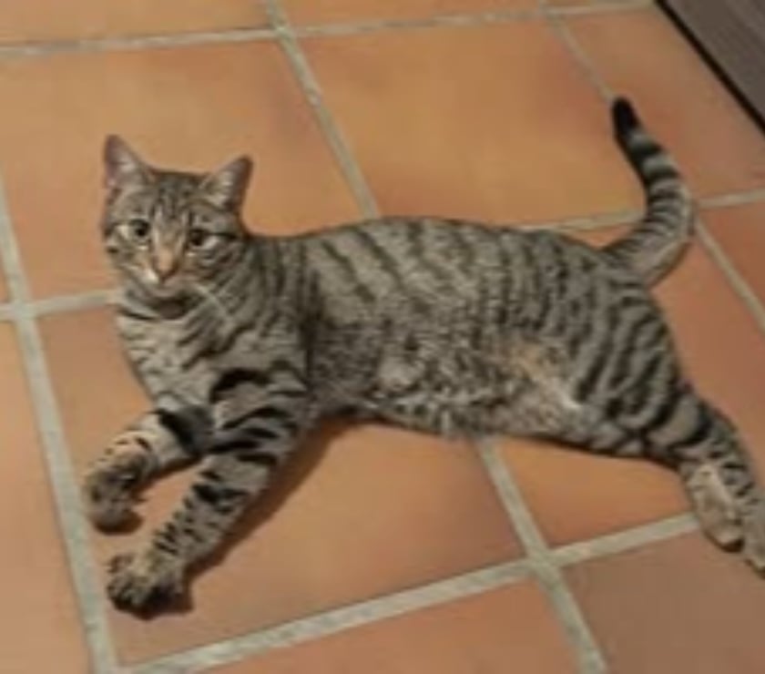 Don animaux Drôme Pierrelatte - 26700 - Photos Vivastreet Chat INDI à l adoption