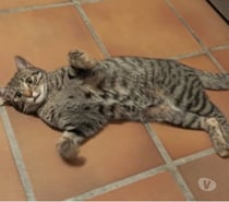 Photos Vivastreet Chat INDI à l adoption