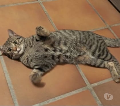 Adoption animaux Pierrelatte Drôme - Photos Vivastreet Chat INDI à l adoption