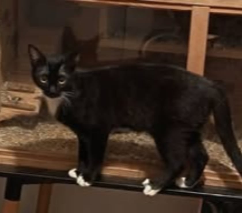 Don animaux Drôme Pierrelatte - 26700 - Photos Vivastreet Chat MILIE à l adoption