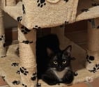 Chat MILIE à l adoption