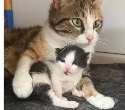 Don animaux St Restitut Drôme - Photos Vivastreet Chat LOTUS à la réservation