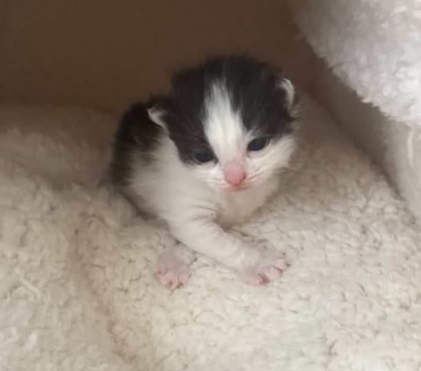 Photos Vivastreet Chat CITRUS à la réservation