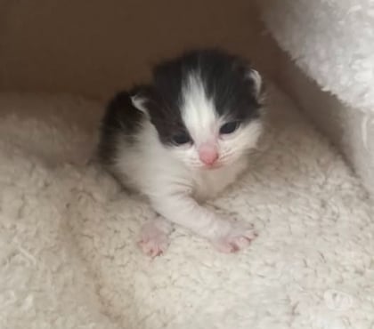 Adoption animaux St Restitut Drôme - Photos Vivastreet Chat CITRUS à la réservation