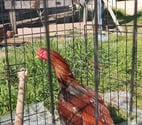 Les Eglisottes - Gironde — COQ et Poule.......