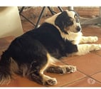 QUERCY Bergère Australienne 2,5 ans LOF cherche Famille VAR