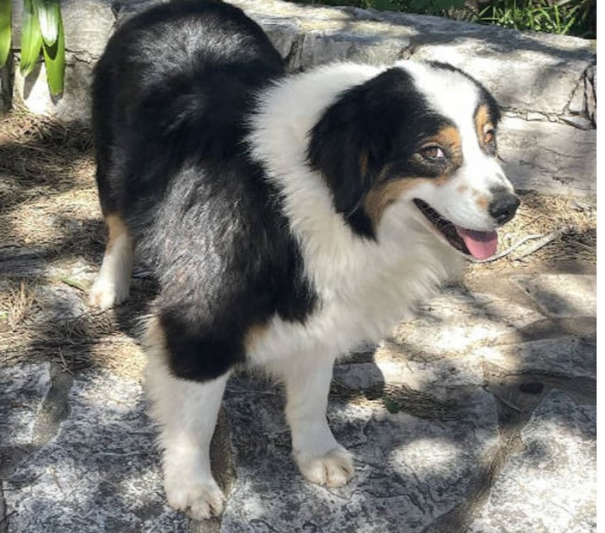 Don animaux Var Toulon - Photos Vivastreet QUERCY Bergère Australienne 2,5 ans LOF cherche Famille VAR