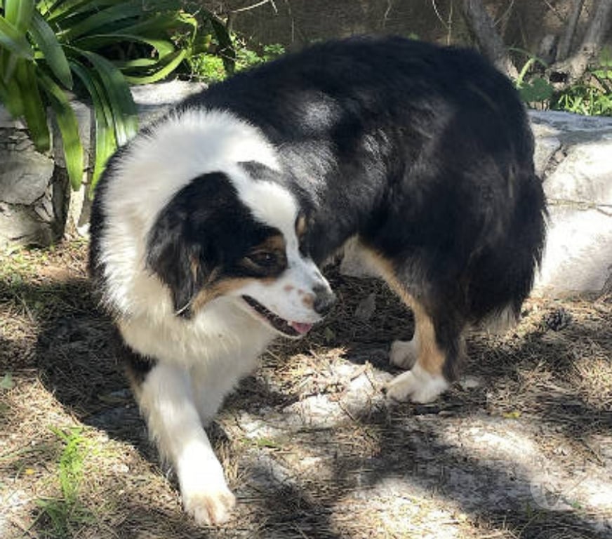 Don animaux Var Toulon - Photos Vivastreet QUERCY Bergère Australienne 2,5 ans LOF cherche Famille VAR
