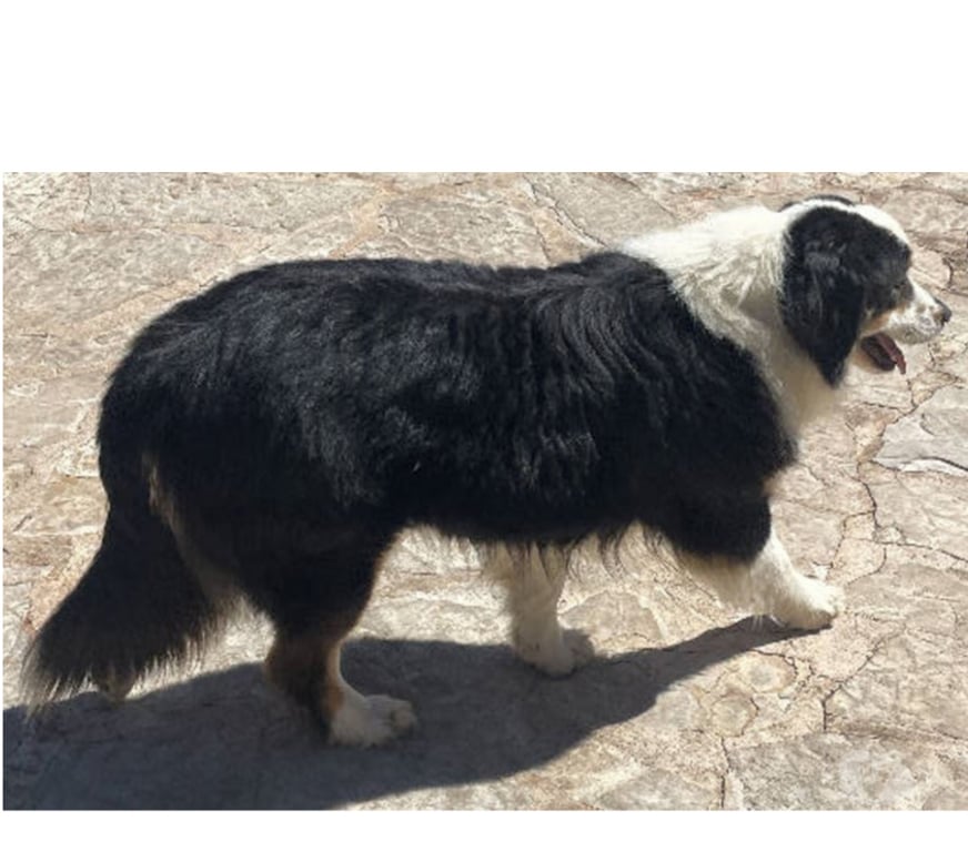 Don animaux Var Toulon - Photos Vivastreet QUERCY Bergère Australienne 2,5 ans LOF cherche Famille VAR