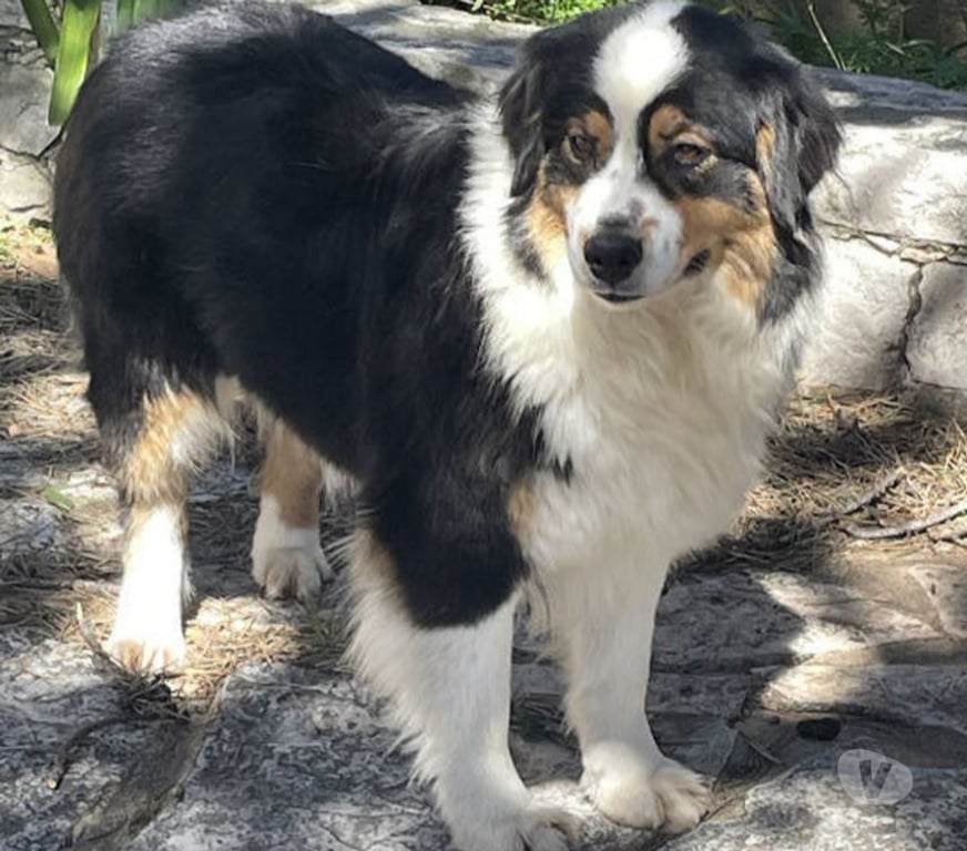 Don animaux Var Toulon - Photos Vivastreet QUERCY Bergère Australienne 2,5 ans LOF cherche Famille VAR