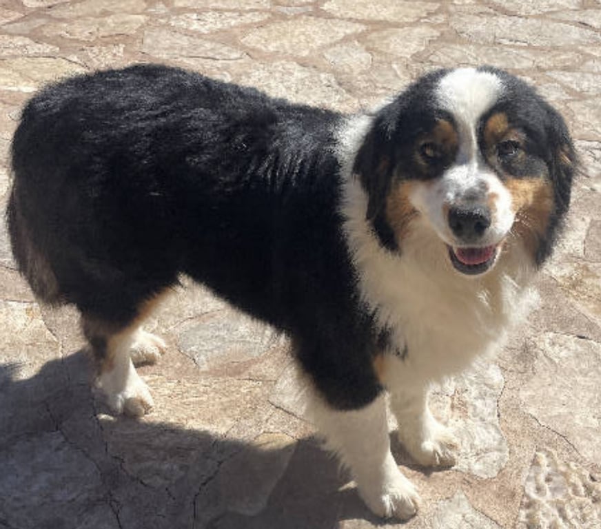 Don animaux Var Toulon - Photos Vivastreet QUERCY Bergère Australienne 2,5 ans LOF cherche Famille VAR