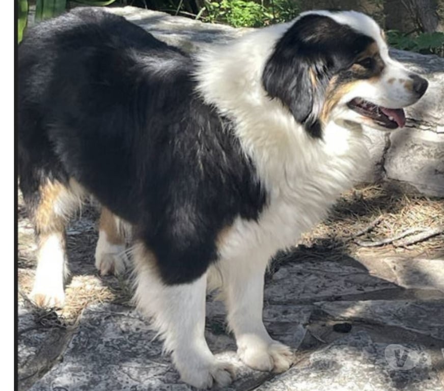 Don animaux Var Toulon - Photos Vivastreet QUERCY Bergère Australienne 2,5 ans LOF cherche Famille VAR