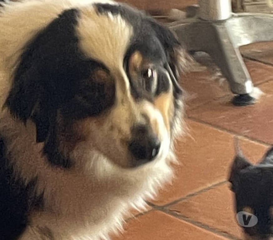 Don animaux Var Toulon - Photos Vivastreet QUERCY Bergère Australienne 2,5 ans LOF cherche Famille VAR