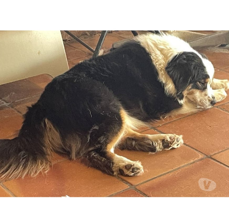 Don animaux Var Toulon - Photos Vivastreet QUERCY Bergère Australienne 2,5 ans LOF cherche Famille VAR