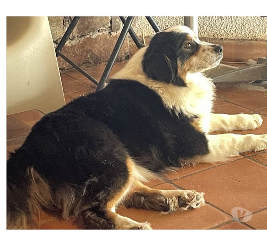 Don animaux Var Toulon - Photos Vivastreet QUERCY Bergère Australienne 2,5 ans LOF cherche Famille VAR