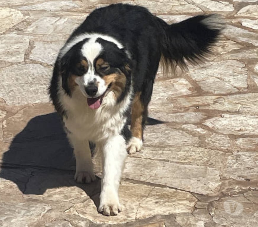 Don animaux Var Toulon - Photos Vivastreet QUERCY Bergère Australienne 2,5 ans LOF cherche Famille VAR