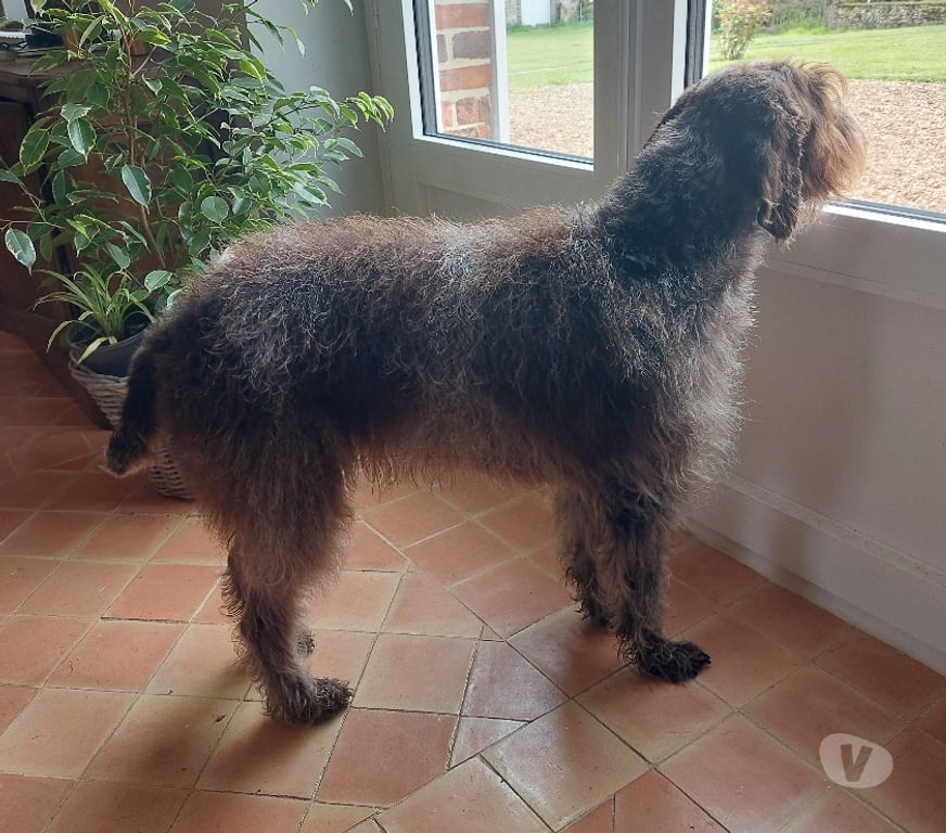Don animaux Eure-et-Loir Illiers Combray - 28120 - Photos Vivastreet Donne chienne Griffon Korthals 9 ans