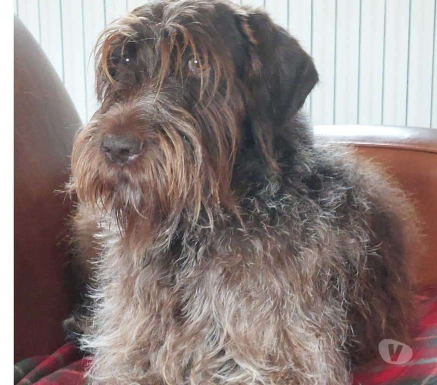 Don animaux Eure-et-Loir Illiers Combray - 28120 - Photos Vivastreet Donne chienne Griffon Korthals 9 ans