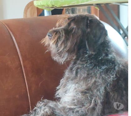 Don animaux Illiers Combray Eure-et-Loir - Photos Vivastreet Donne chienne Griffon Korthals 9 ans