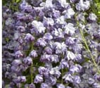 Cornebarrieu - Haute-Garonne — variété rare de glycine à fleurs doubles