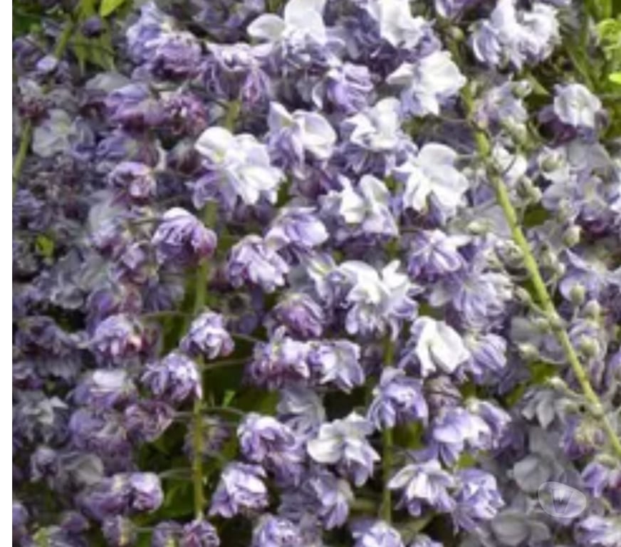 Collection Haute-Garonne Cornebarrieu - 31700 - Photos Vivastreet variété rare de glycine à fleurs doubles