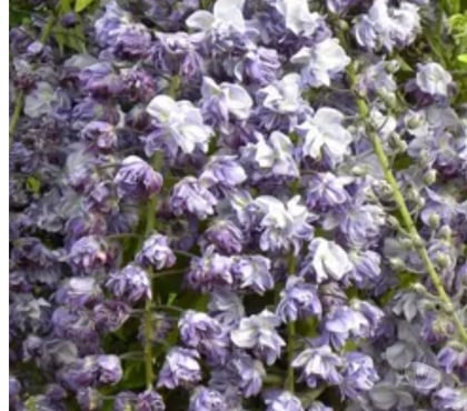 Collections Cornebarrieu Haute-Garonne - Photos Vivastreet variété rare de glycine à fleurs doubles