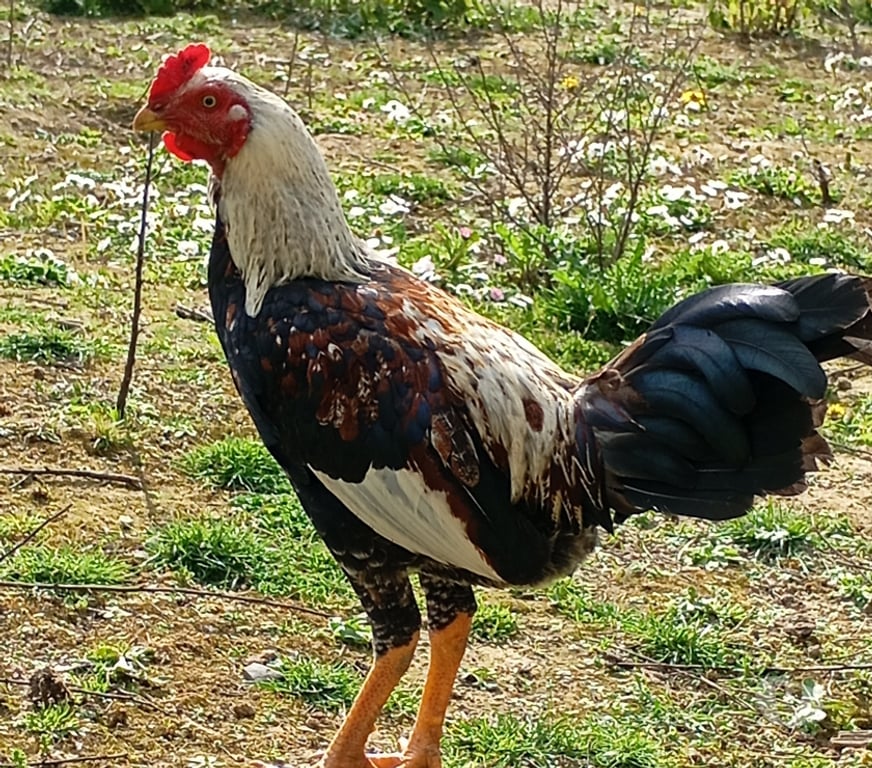 Don animaux Pas-de-Calais Annay - 62880 - Photos Vivastreet Jeune coq 7 mois