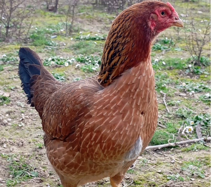 Don animaux Pas-de-Calais Annay - 62880 - Photos Vivastreet Jeune coq 7 mois
