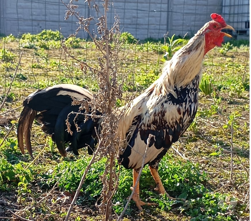 Don animaux Pas-de-Calais Annay - 62880 - Photos Vivastreet Jeune coq 7 mois