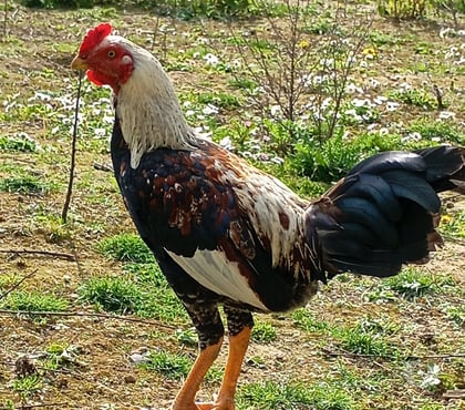 Don animaux Annay Pas-de-Calais - Photos Vivastreet Jeune coq 7 mois