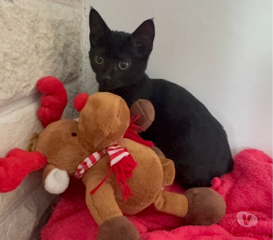 Don animaux Val-d'Oise Soisy sous Montmorency - 95230 - Photos Vivastreet AVRIL, petite chatonne à adopter immédiatement