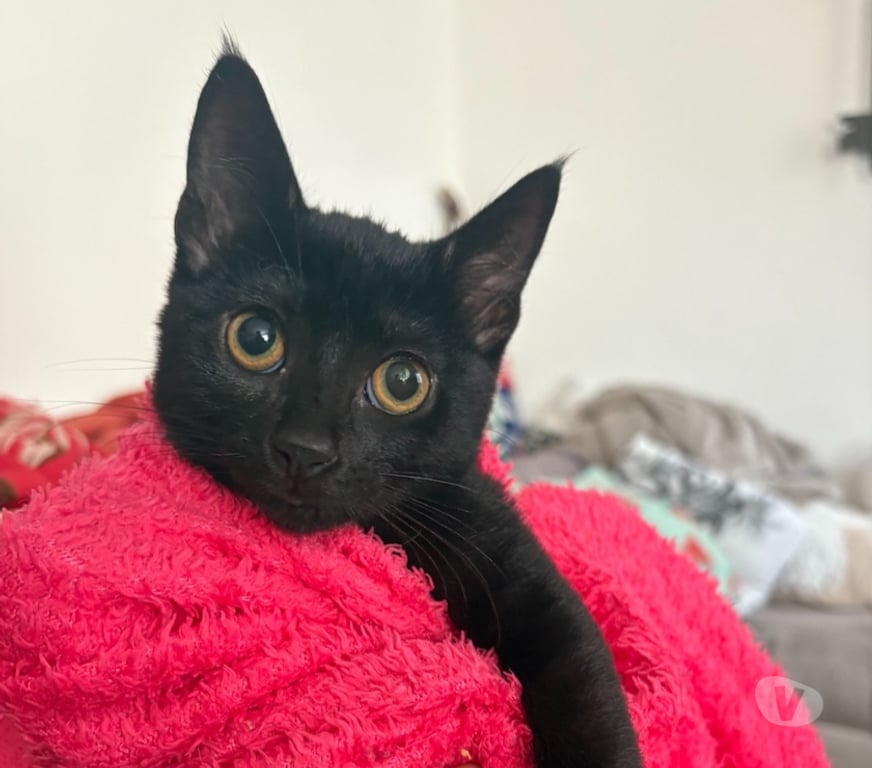 Don animaux Val-d'Oise Soisy sous Montmorency - 95230 - Photos Vivastreet AVRIL, petite chatonne à adopter immédiatement