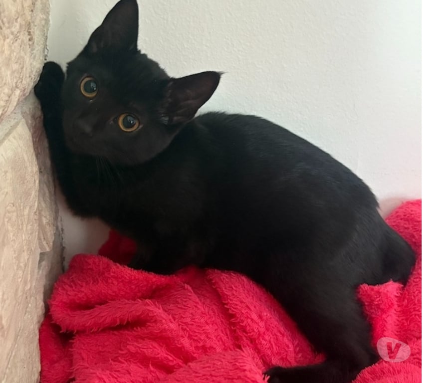 Don animaux Val-d'Oise Soisy sous Montmorency - 95230 - Photos Vivastreet AVRIL, petite chatonne à adopter immédiatement