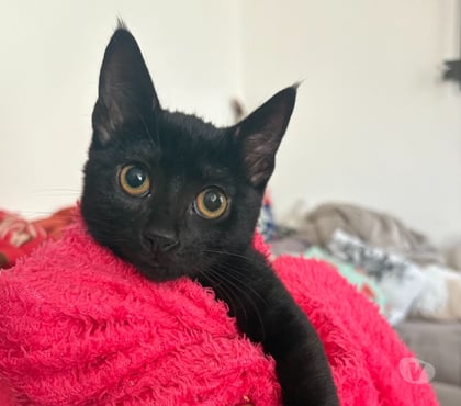 Don animaux Soisy sous Montmorency Val-d'Oise - Photos Vivastreet AVRIL, petite chatonne à adopter immédiatement