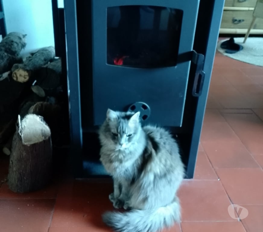 Aides à domicile Var Hyeres - 83400 - Photos Vivastreet couple cherche gardiennage entre bandol et le lavandou