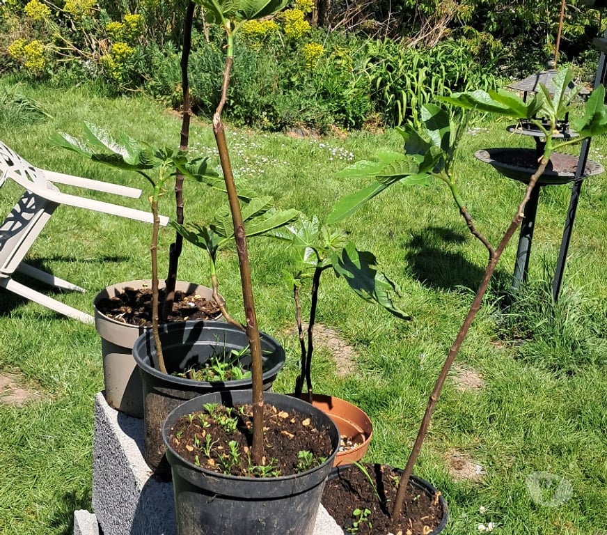  Pas-de-Calais St Georges - 62770 - Photos Vivastreet Vends figuier bifere