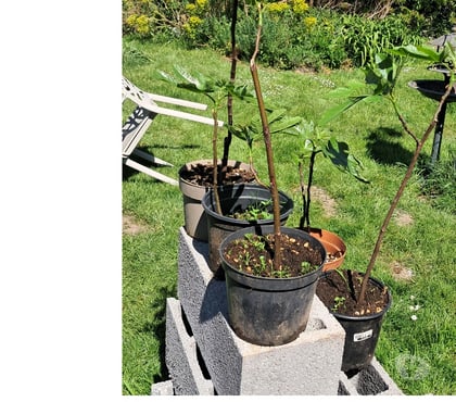 Bricolage - Jardin - Outillage St Georges Pas-de-Calais - Photos Vivastreet Vends figuier bifere