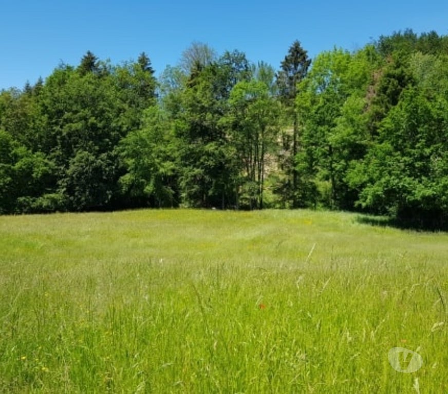 Services, accessoires animaux Haute-Savoie Annecy le Vieux - 74940 - Photos Vivastreet Location pré à pâturage pour chevaux