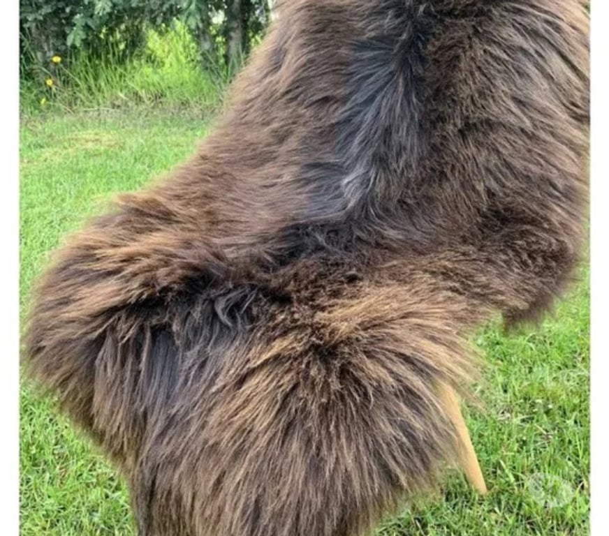 Décoration - art Rhône Craponne - 69290 - Photos Vivastreet Tapis décoratif en peau de mouton